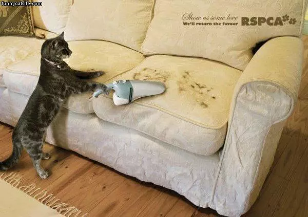 Vacuum Cat