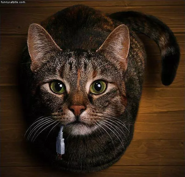 Usb-plugin-cat