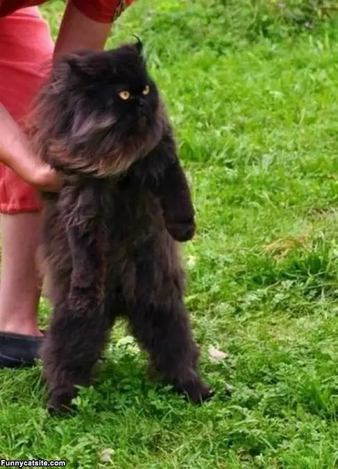 One Fluffy Cat