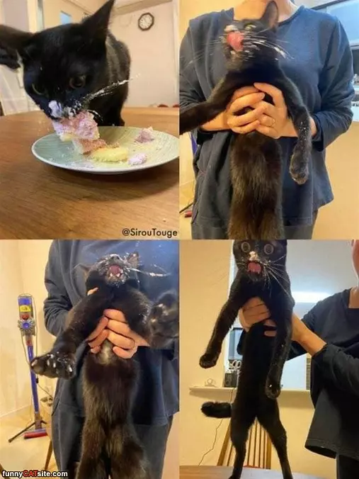 I Want More Cake