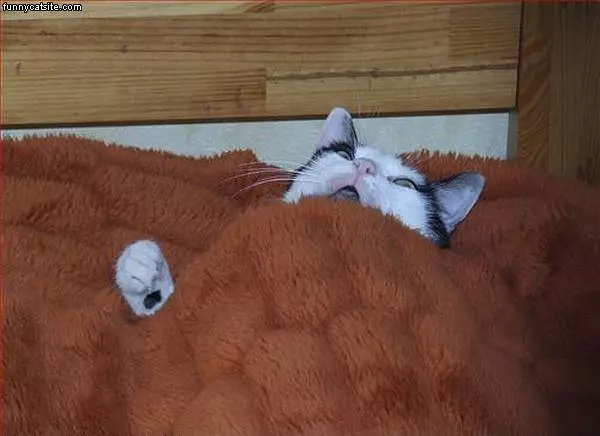 Blanket Swallowed Me