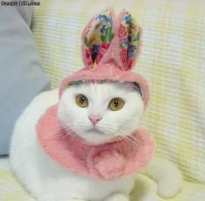 Bunny Ears