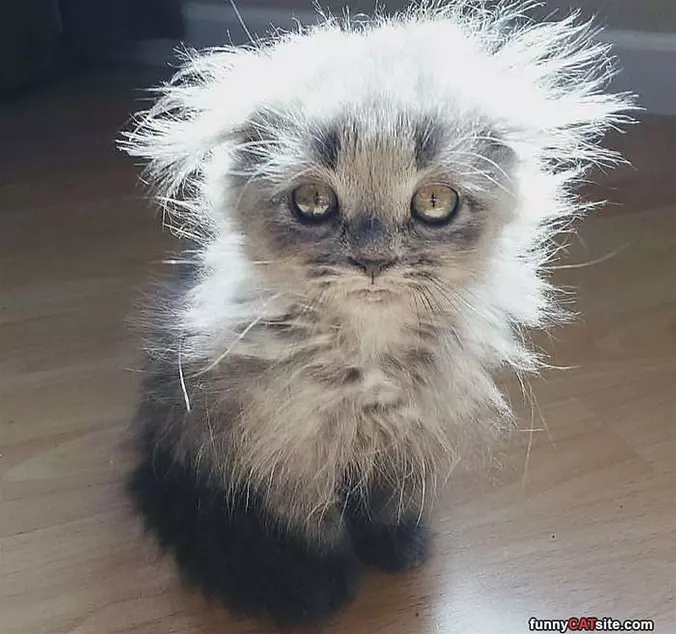 Fuzz Ball
