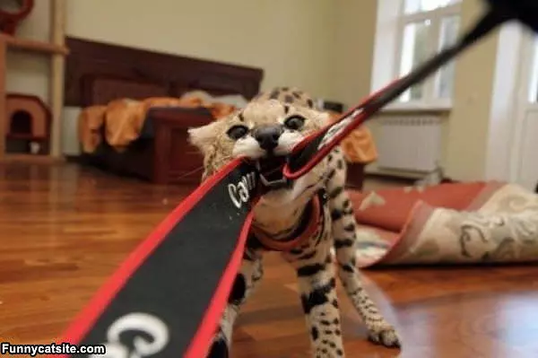 Tug Of War