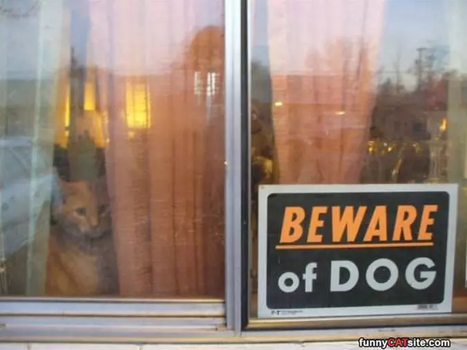This Cat Is Not Afraid
