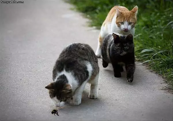 Hunting Bees