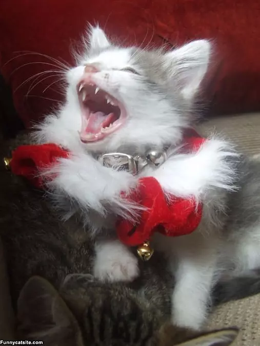 Hear Me Roar