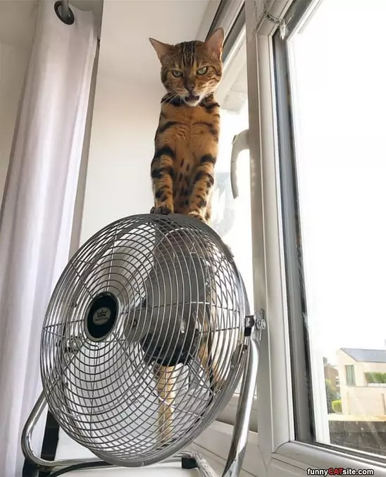 Up On The Fan