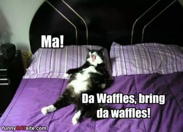 Bring The Waffles