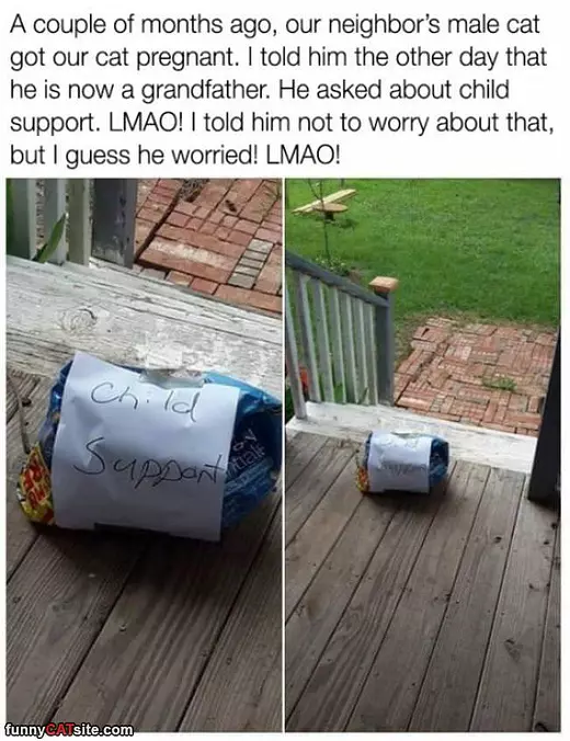 Kitty Child Support