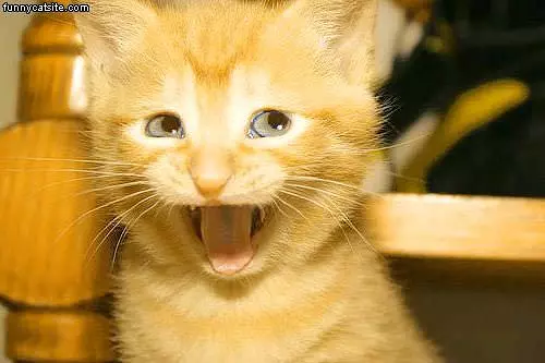 Smiley Cat