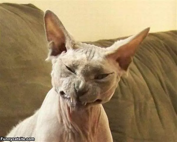 My Grrr Face