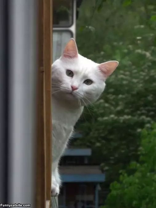 Hey-guys-whats-up