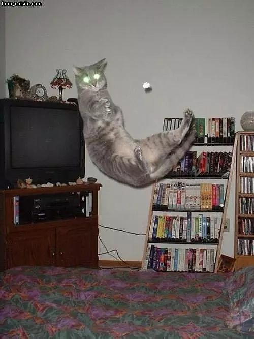 Cat Jump