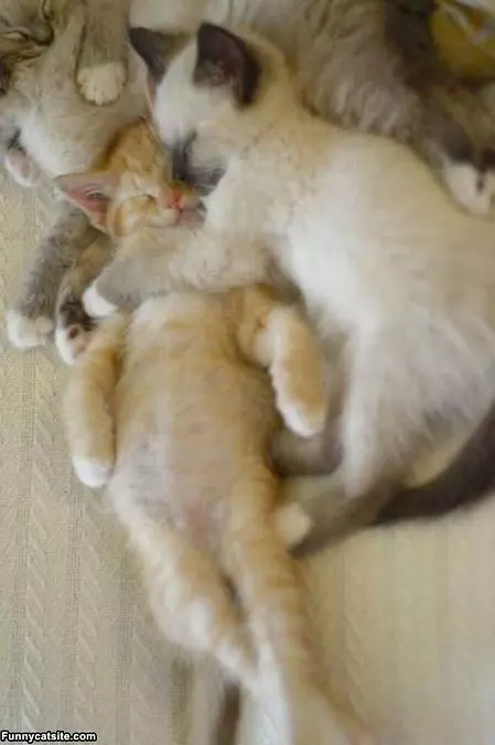 Time For A Nap