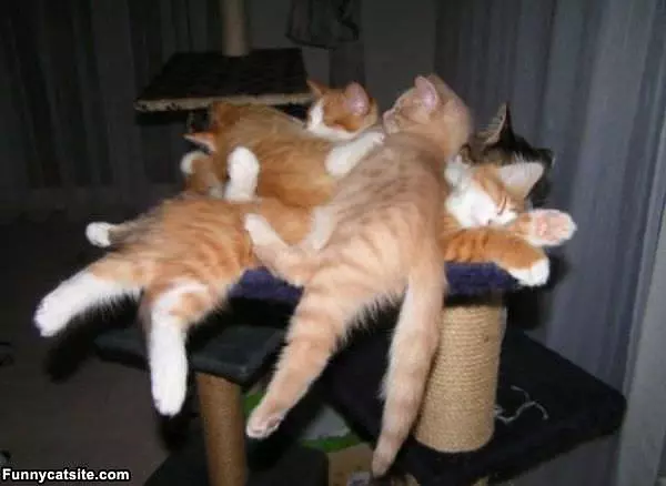 Stack Of Cats
