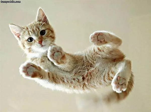 Kitten On Glass