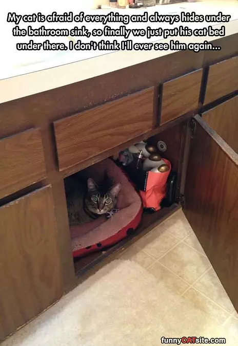 Scaredy Cat