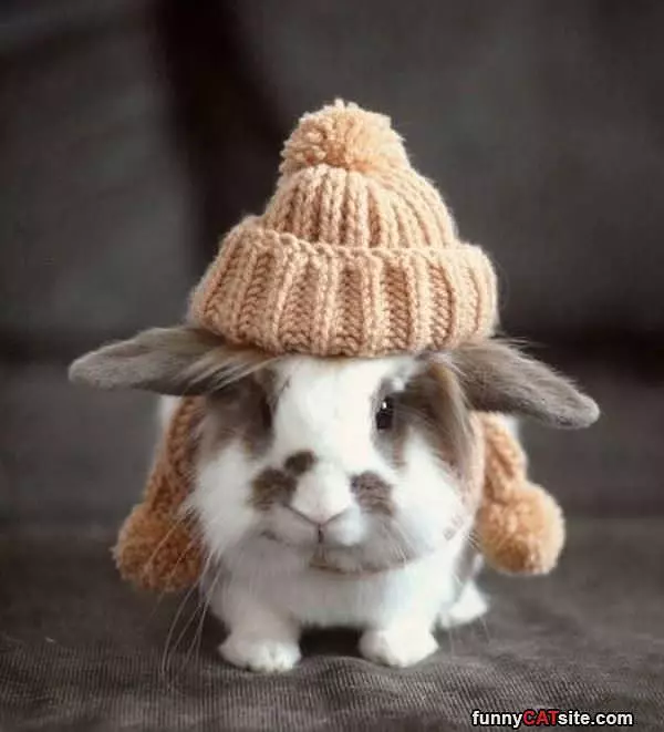 Bunny Hat