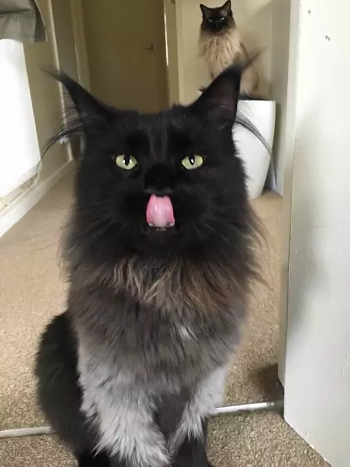 Lick My Face