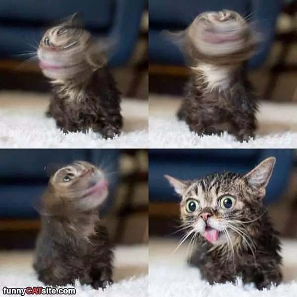 Driller Cat