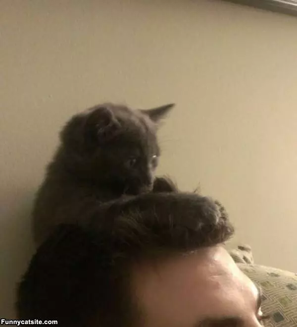 Hair Cat