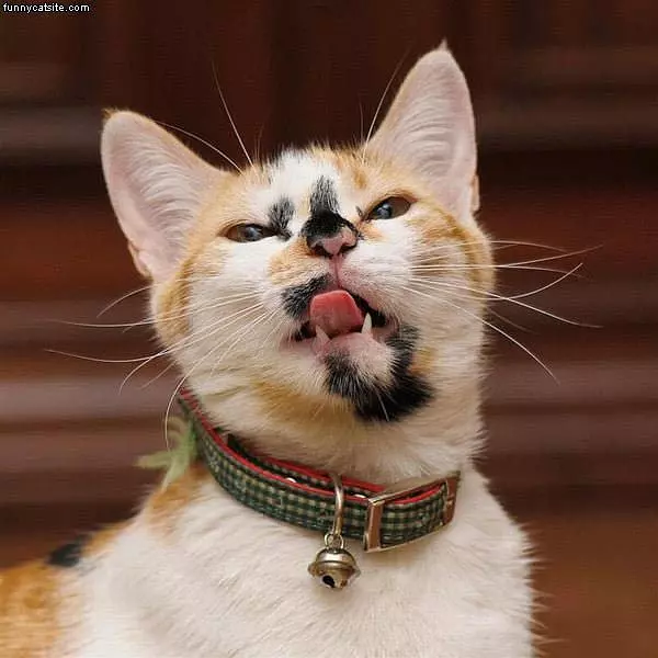 Weird Face Cat