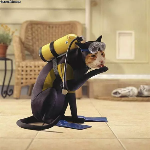 Scuba Cat