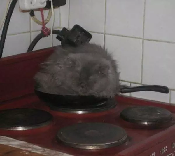 Cats Bed