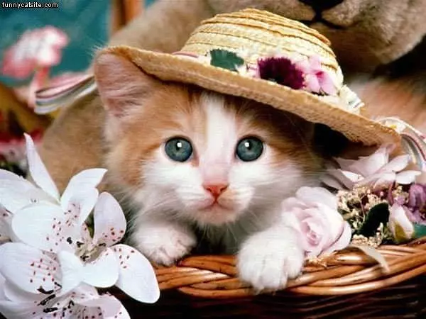 Nice Hat
