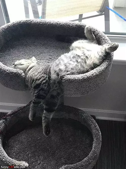 Sooooo Lazy