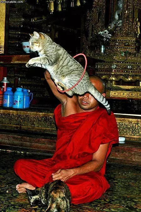 Cat Tricks