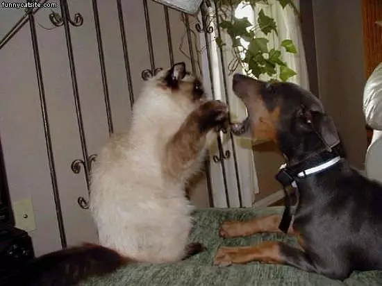 Cat Vs Dog