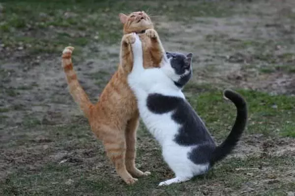 Dancing