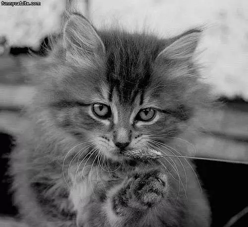 Black And White Kitten