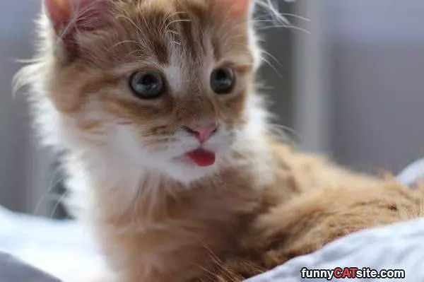 Did U Say Tuna