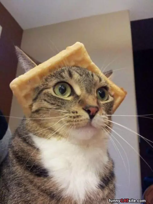 I Am A Waffle Lol