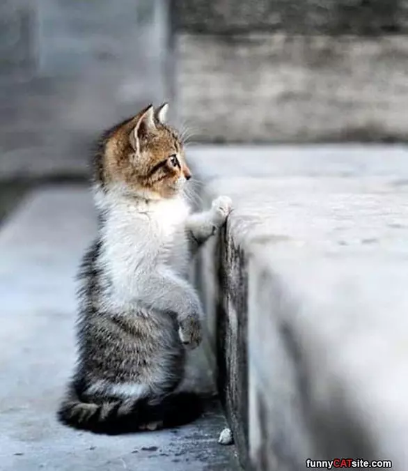 Watching Over