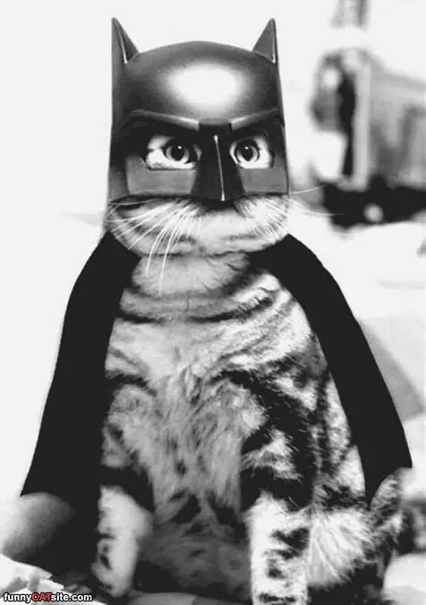The Dark Side Cat