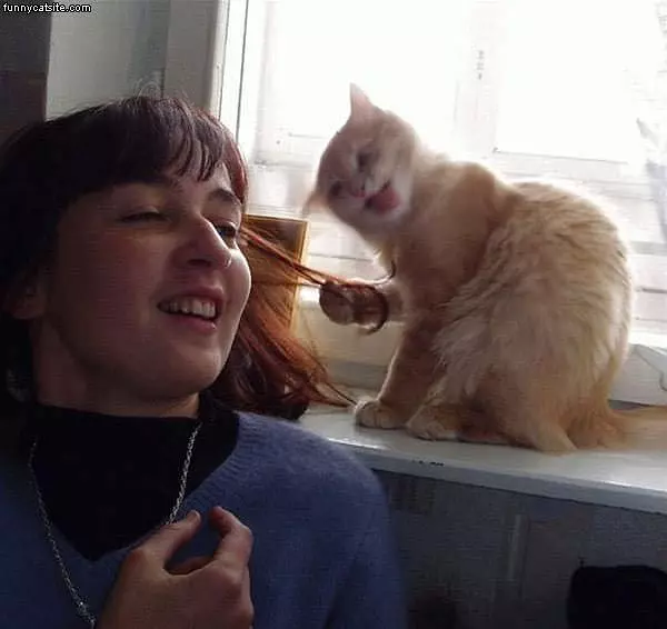 Cat Hair Tug