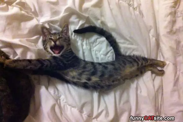 I Am A Puma