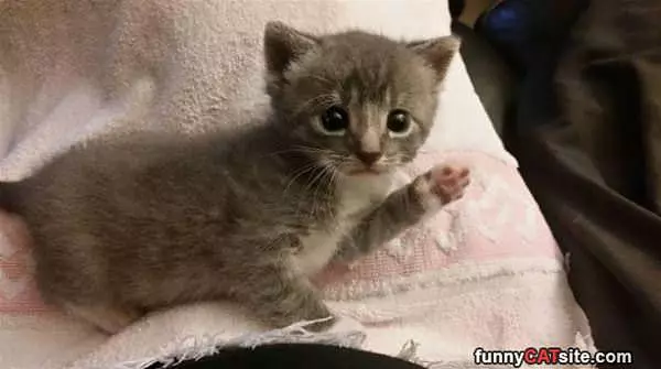 Oh Hi