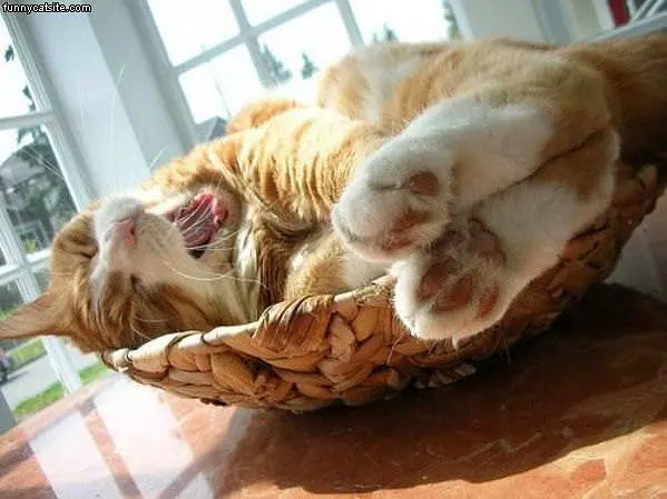 Meowmeow Meow