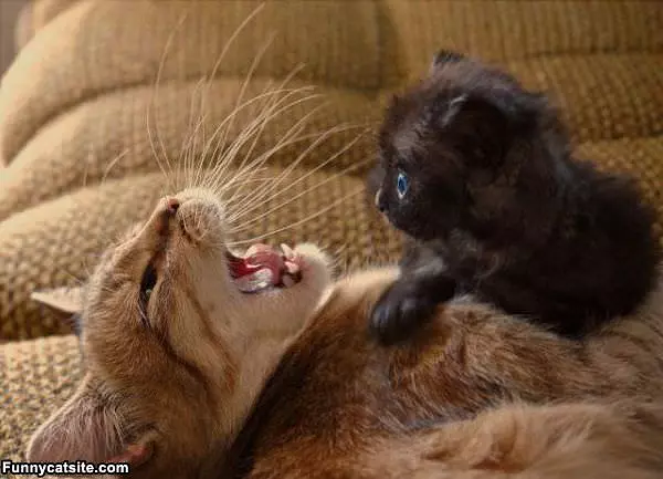 We Are Buddies