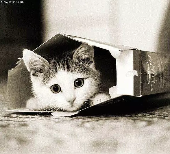 Kitten In A Box