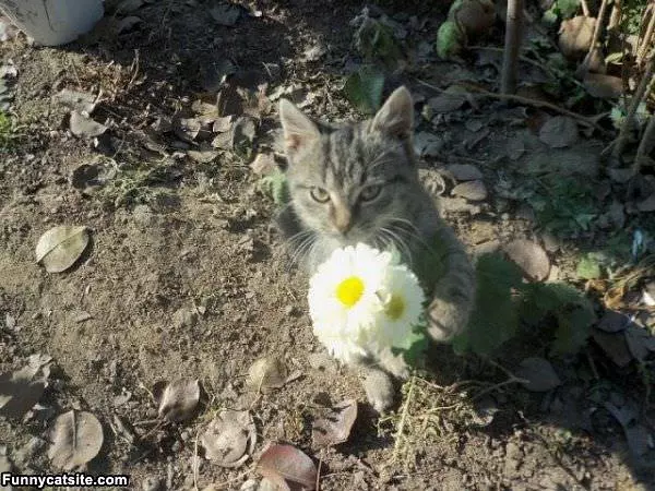 Flower For You
