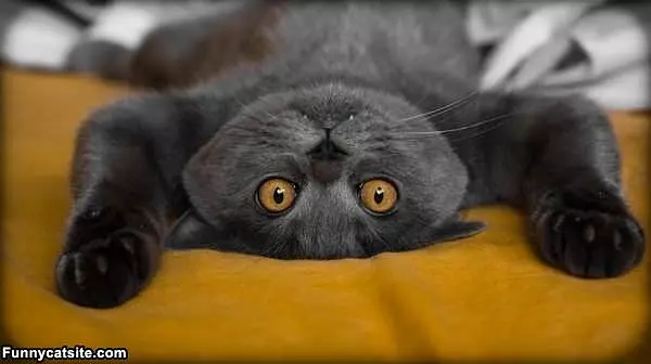 Upside Down