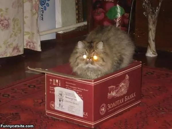 This Is My Box