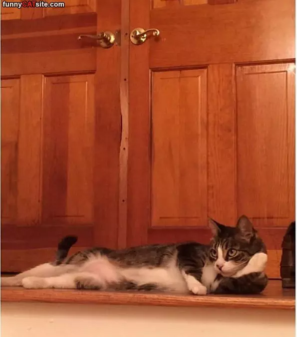 This Cat Does Not Care