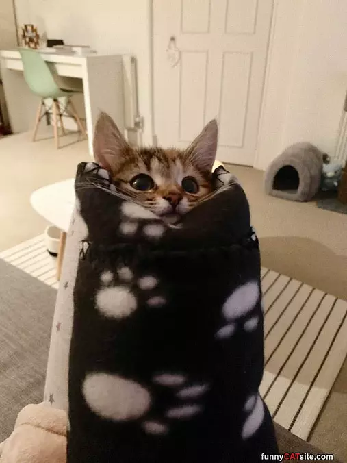 A Tiny Little Burrito